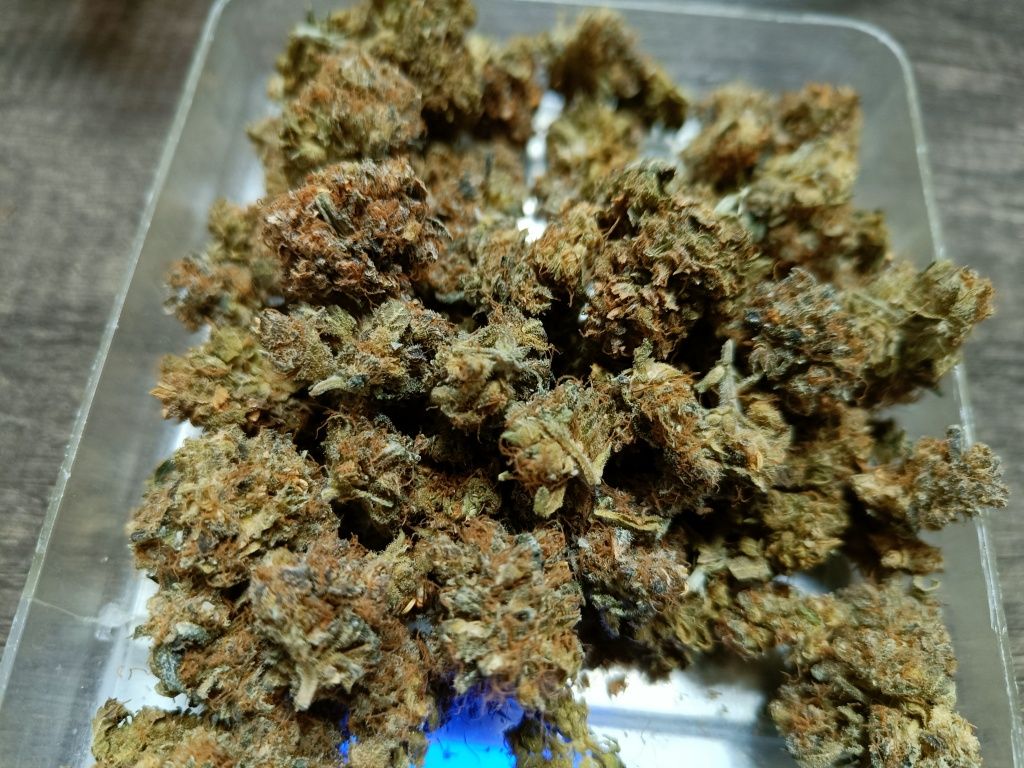 10 gramów suszu Victory CBD-V i CBD / 7-10%+7-10% indoor