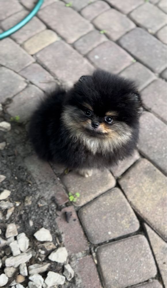 Pomeranian XS - TEO w typie misia