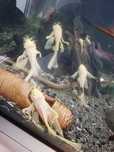 Glonojad ancistrus albino weloniaste samce ok 10/12cm