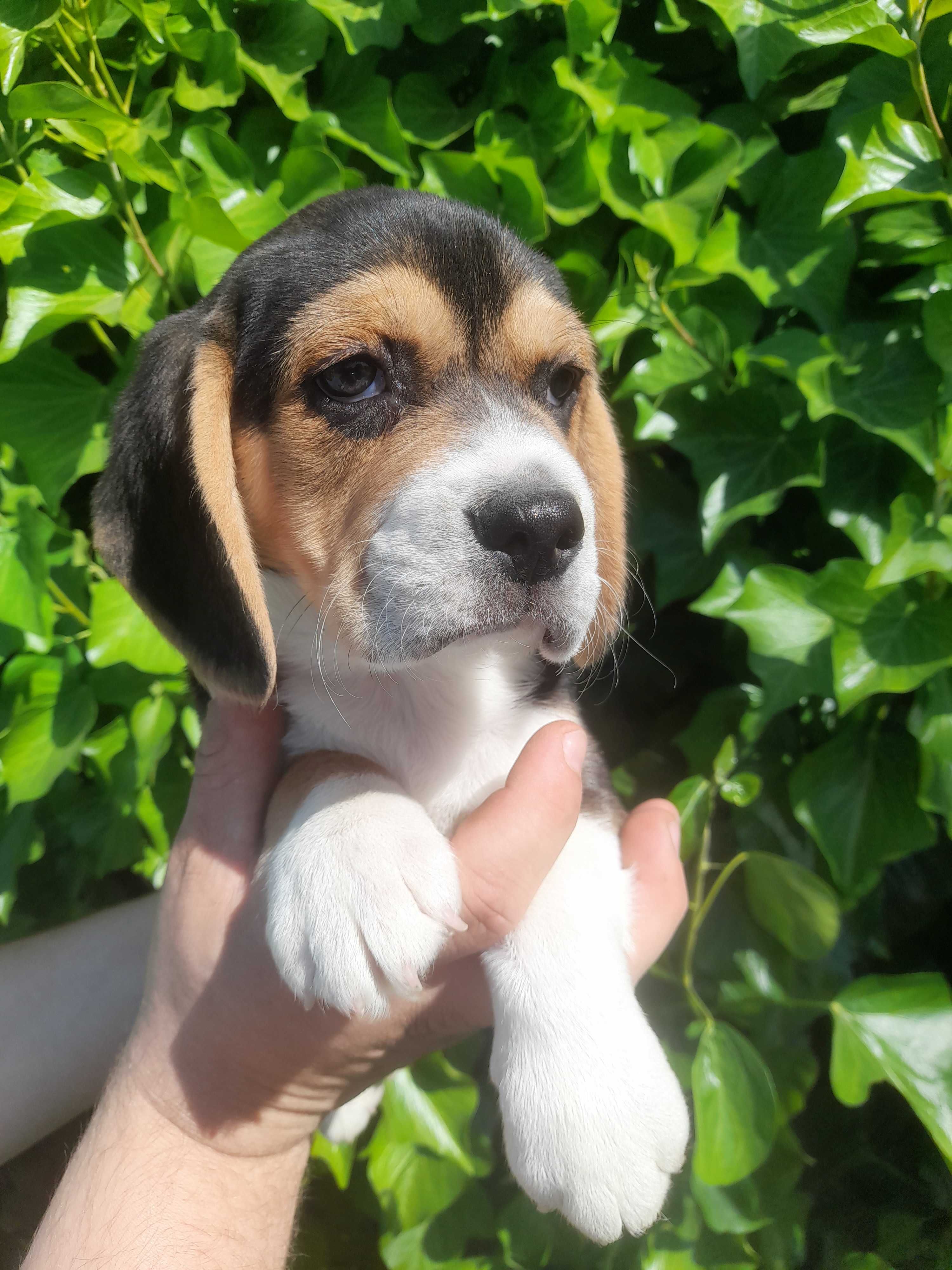 Beagle pies z rodowodem
