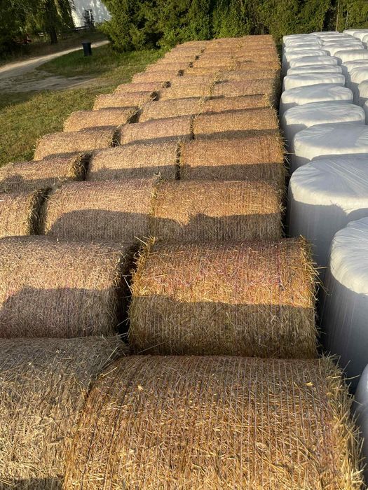 Słoma w belach 40szt.