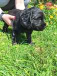 Szczeniaki po matce cocer spaniel