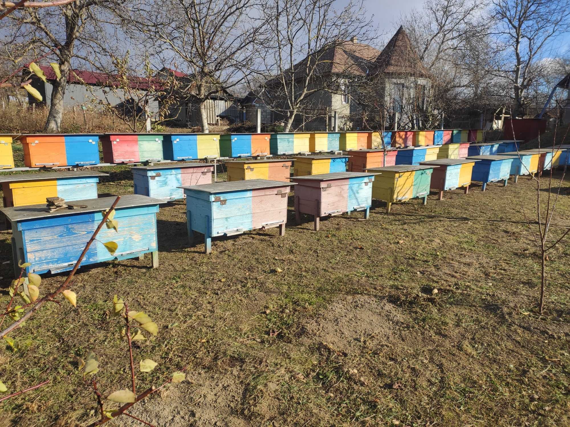 Продаю Бджолопакети 2024