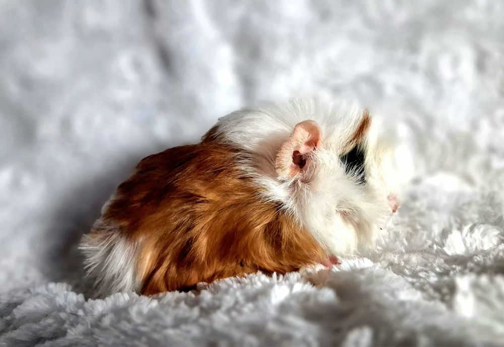 Świnka Morska Rozetka - wyjądkowy samczyk - transport