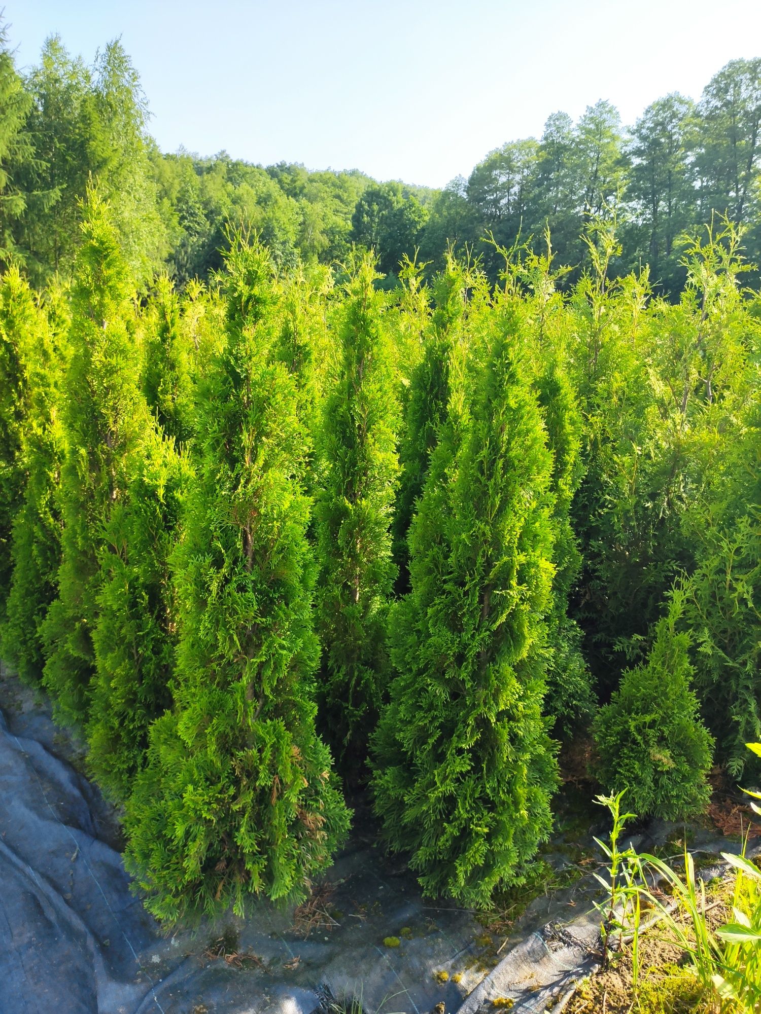 Thuja Tuja Szmaragd Smaragd 150-170 cm kopane z gruntu