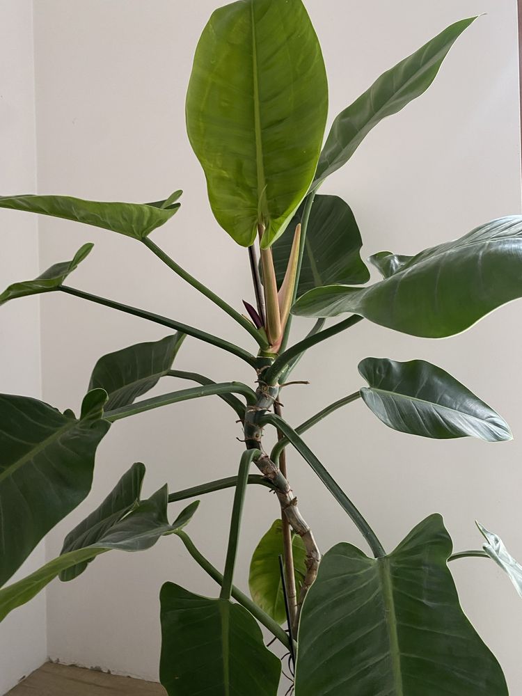 Filodendron czerwieniejący