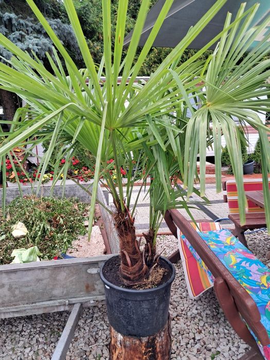 Palma ogrodowa podwójna