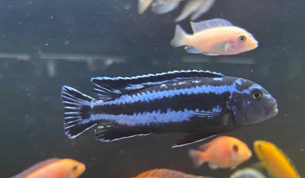 Ciclídeos Africanos Malawi Disponíveis