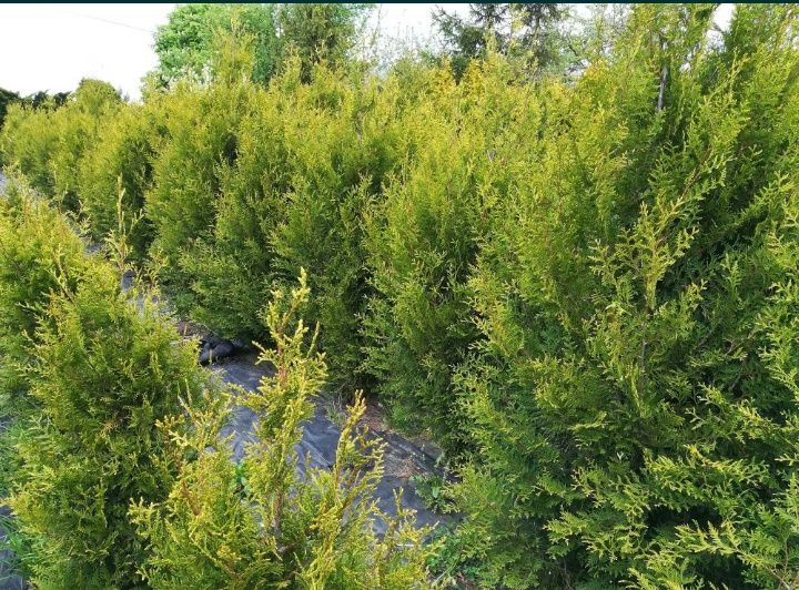 Tuja Szmaragd 200 cm. Occidentalis, żywotnik zachodni WYSOKIE TUJE