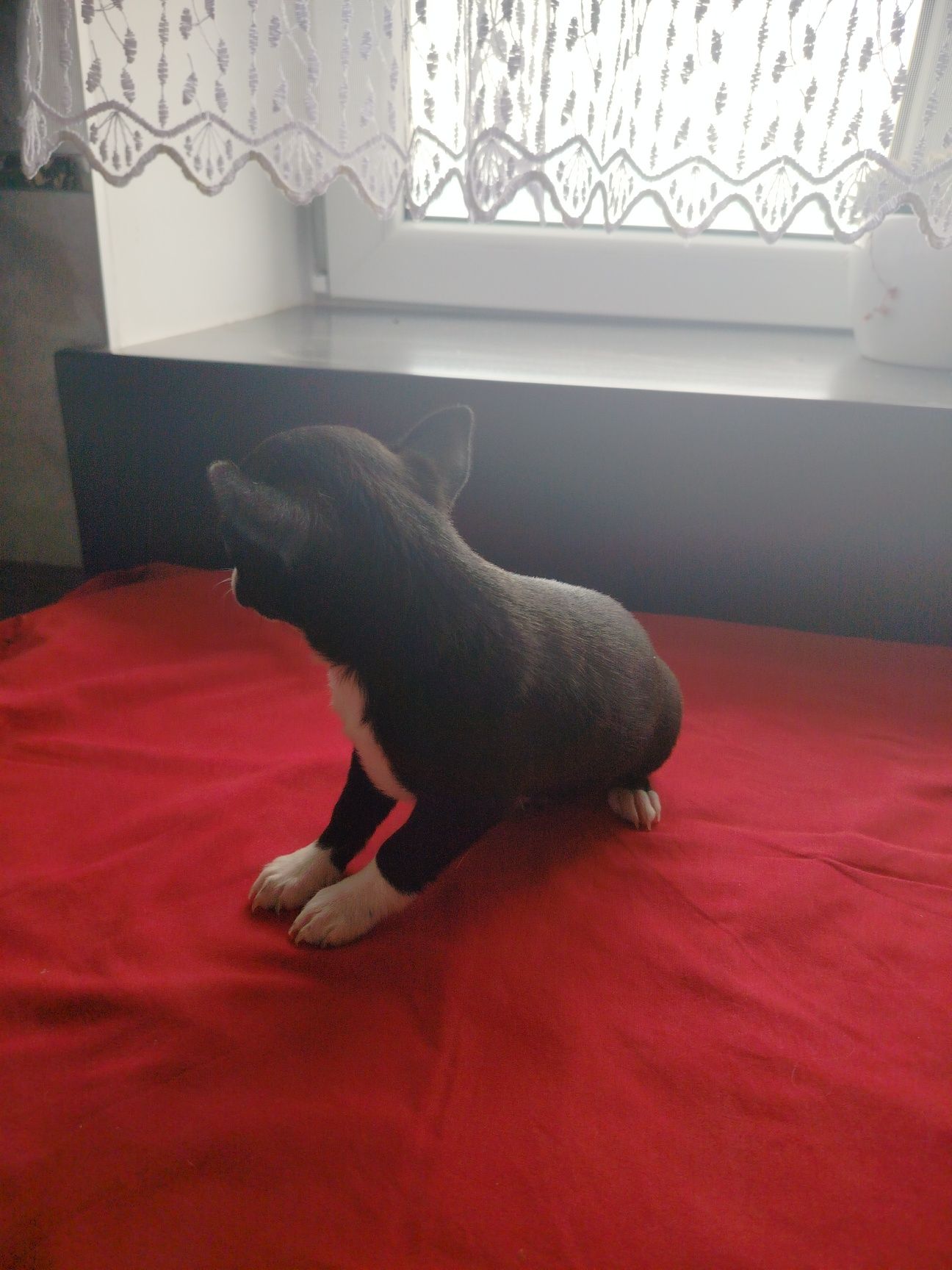 Chihuahua piesek