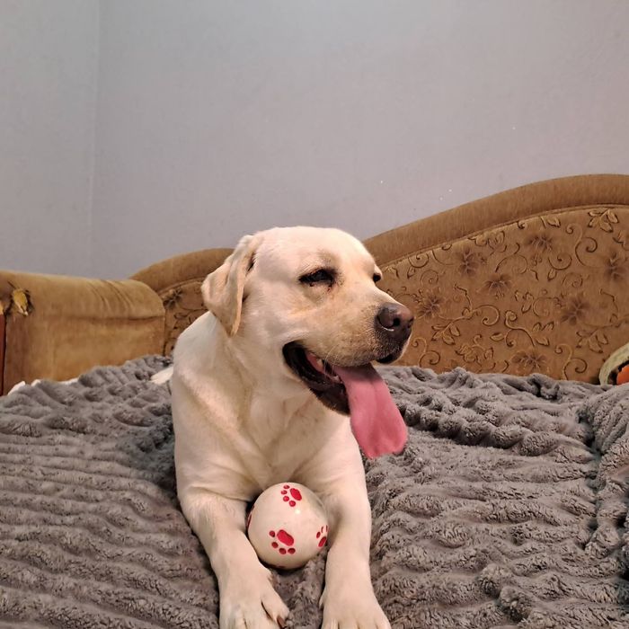 Лабрадор Ретрівер Палевий, в'язка. Шукає нівесту