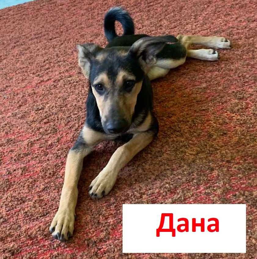 Дана в добрі руки