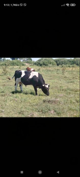 Продам 24 бики :