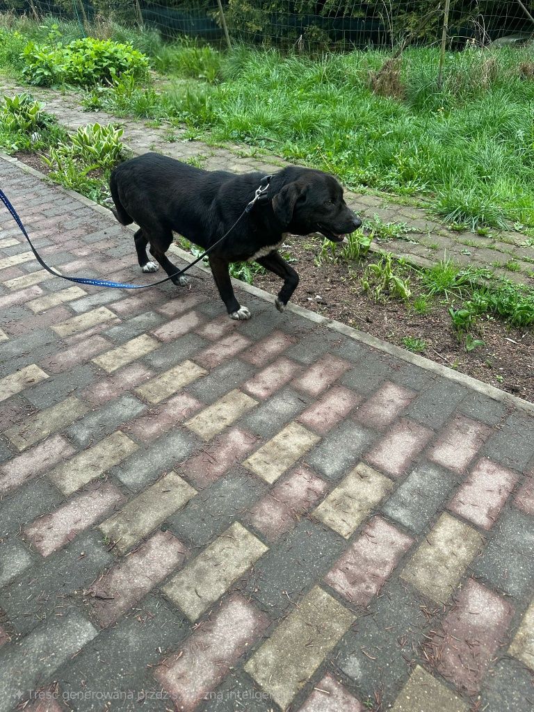 Kodi szuka dobrego domu