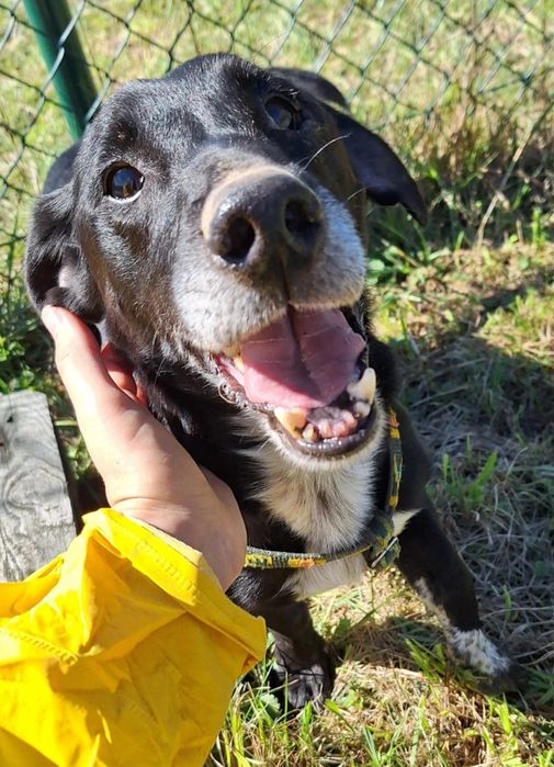 Czekam na dom - Agent