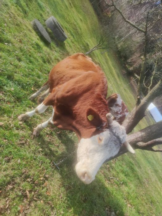 Sprzedam krowę cielną