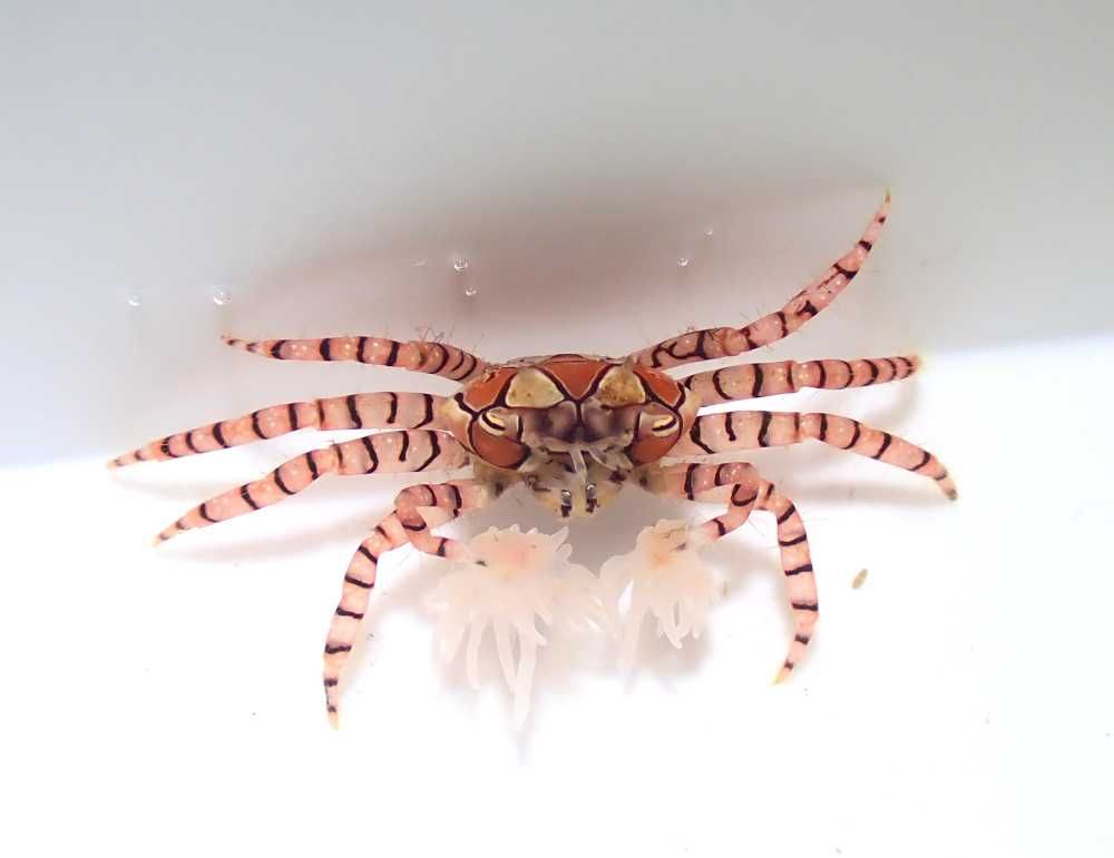 Lybia tessellata - Pom Pom Crab - Krab - akwarium morskie