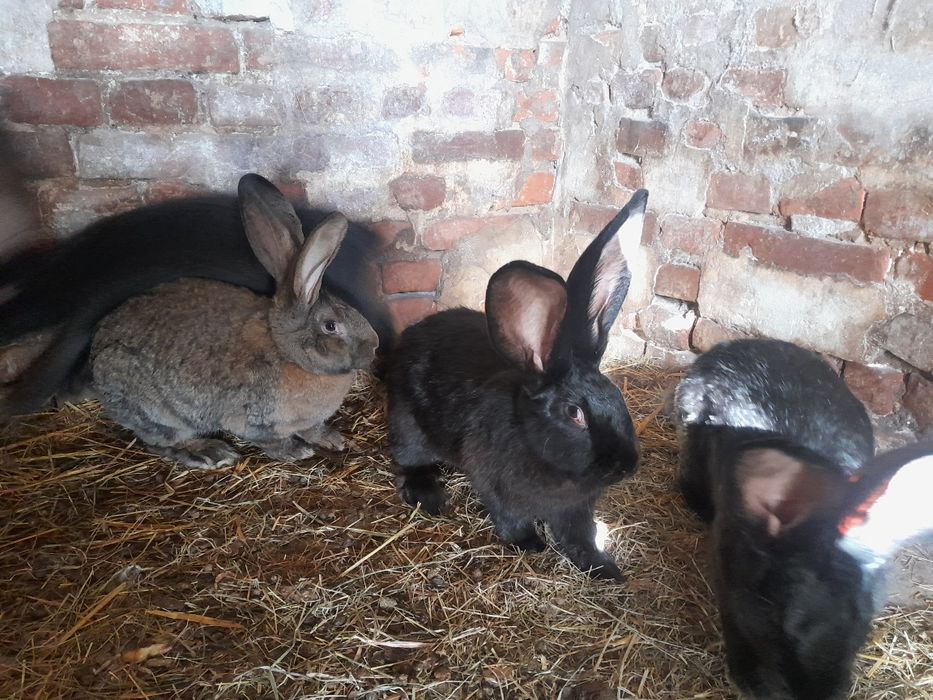 Sprzedam lub zamienię samice olbrzym belgijski