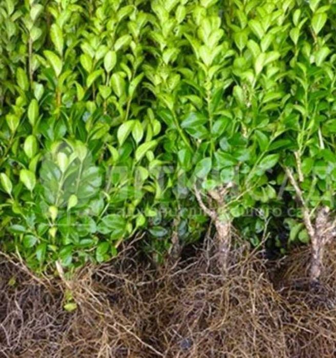 Самшит трьохрічний 50грн