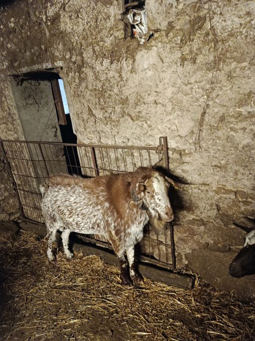 Cabras floridas e crias .