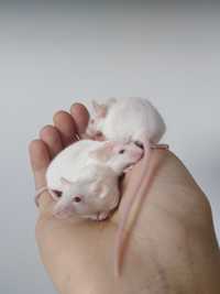 Białe myszki do adopcji