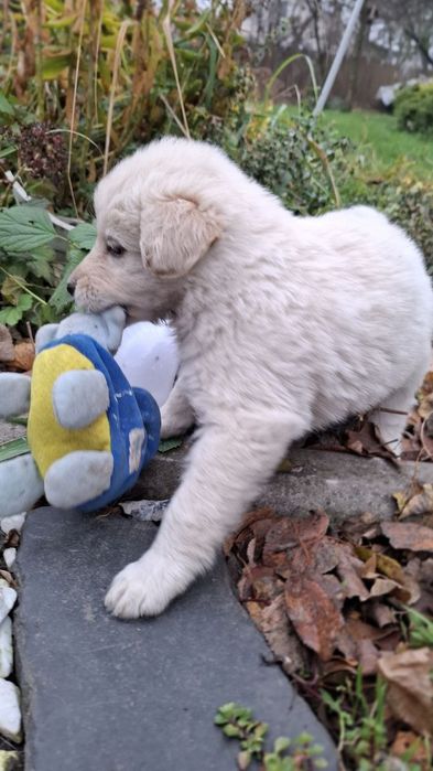 Собачки забавні звички