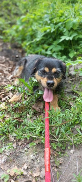 3 letnia Tercia, terierka, adopcja za darmo oddam