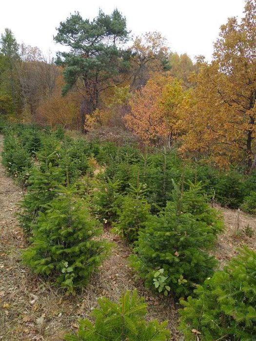 Jodła kaukaska oraz gałęzie