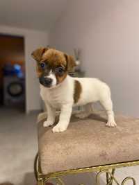 Jack Russell Terrier :)