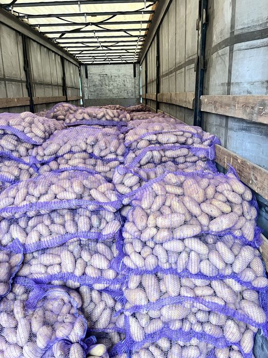 Картошка оптом сорт Гранада