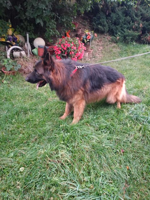 Owczarek Niemiecki PIES