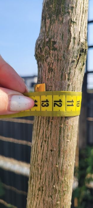 Katalpa nana drzewo catalpa 200 cm