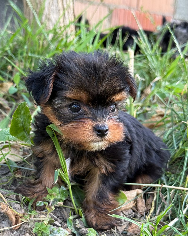 Prześliczny, bardzo malutki piesek Yorkshire Terrier