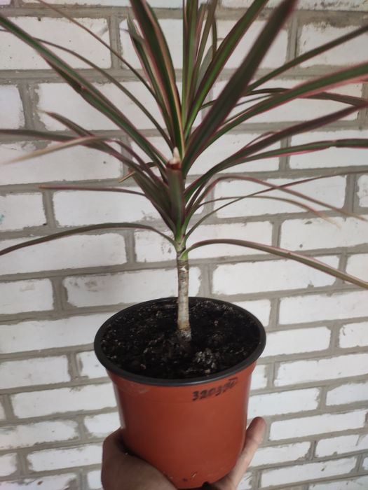 Продам  вкорінену драцену