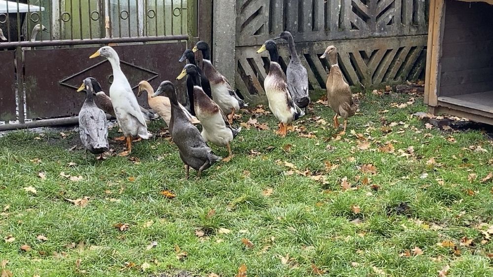 Biegusy indysjkie biegus indysjki pary kaczory