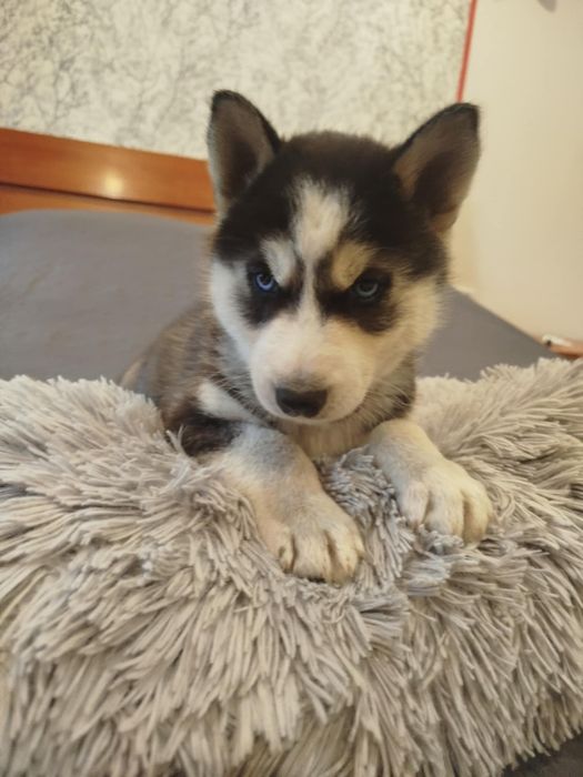 Już są piękne szuczki Syberian Hasky