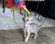 Devon rex kocurek rodowód WCF