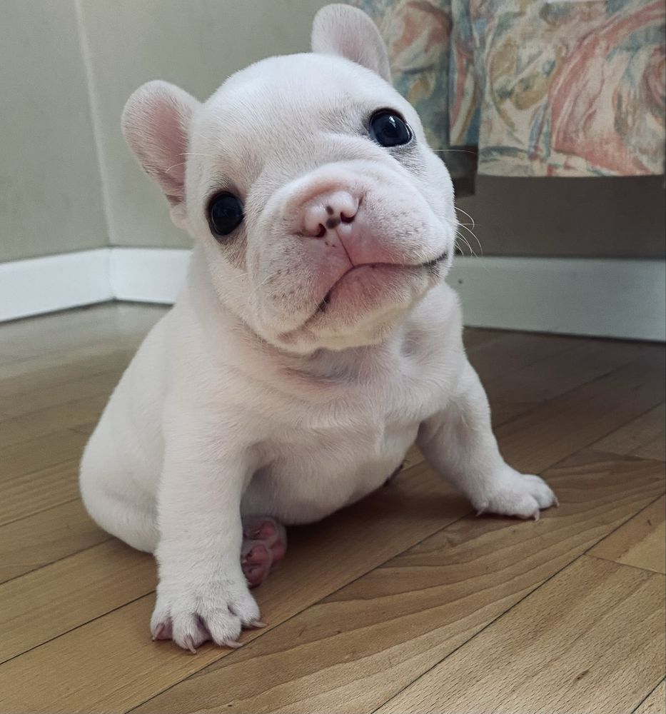 Buldog francuski