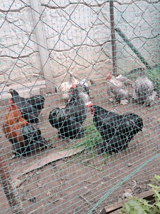 Кохинхин карликовый