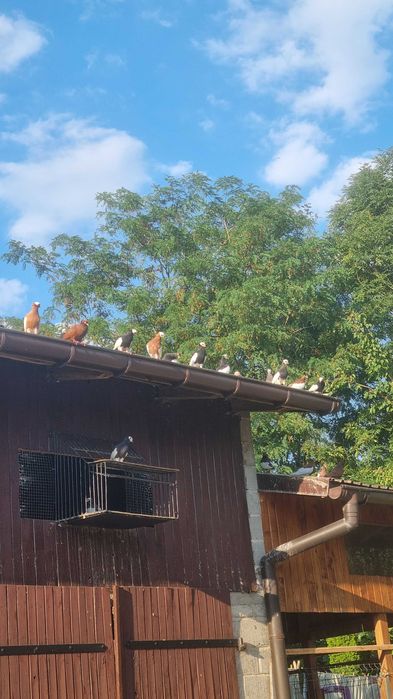 Gołębie bejfry siodłate wywrotki