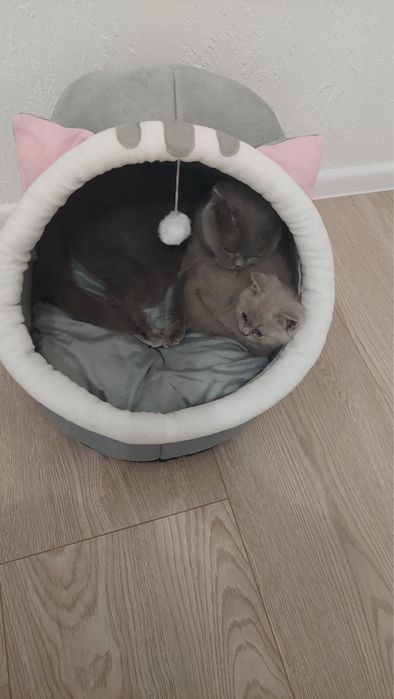 Шотландський котик