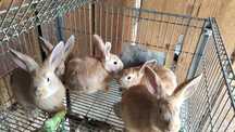 Vendo coelhos domésticos