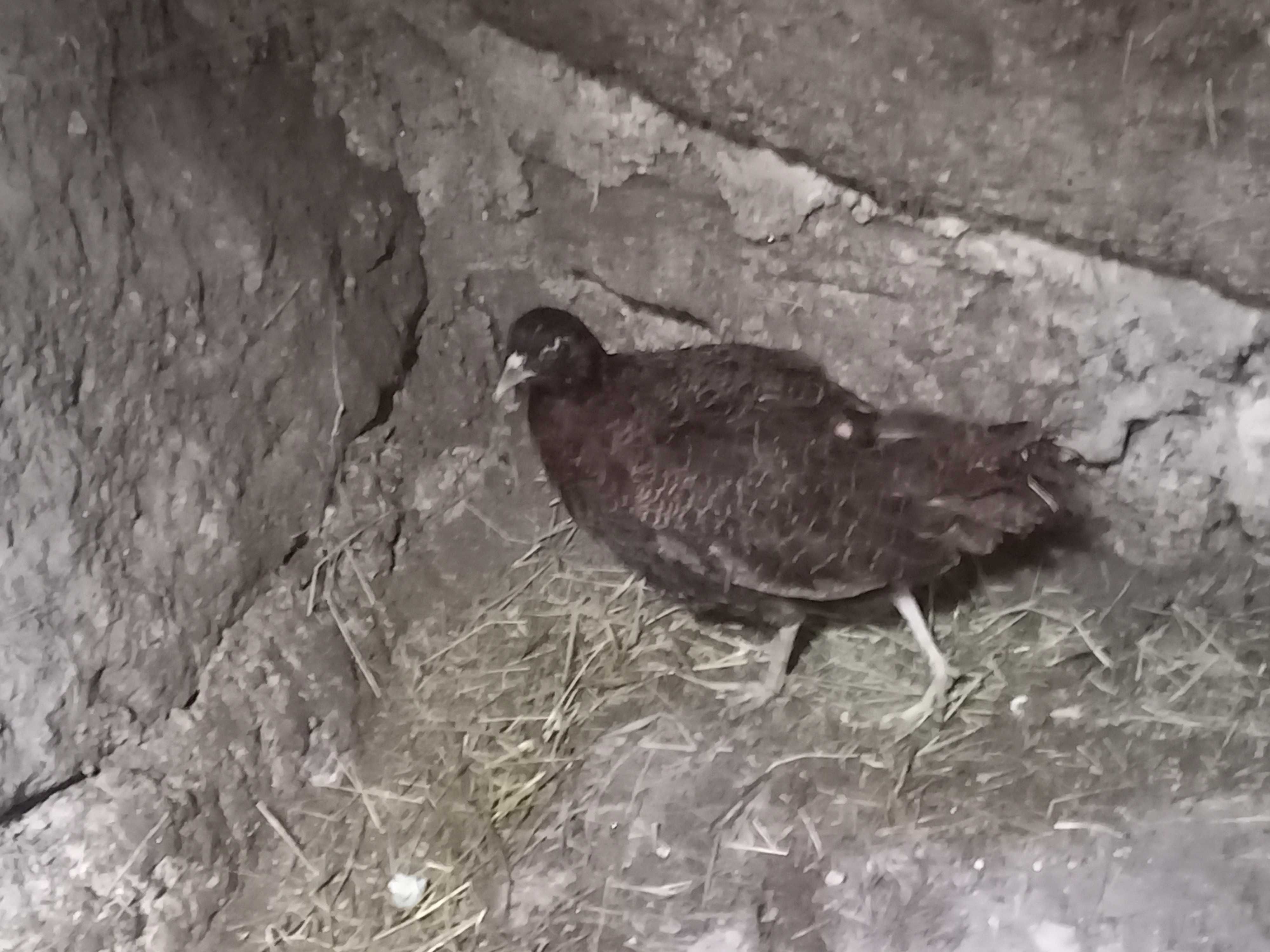 Vendo casal de faisoes versicolor tenebroso