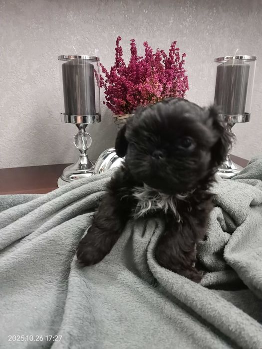 Rezerwacja Shih Tzu piesek Nodi rodowód