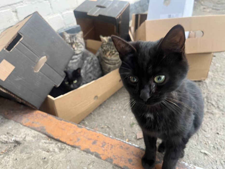 Котики шукають дім Дніпро