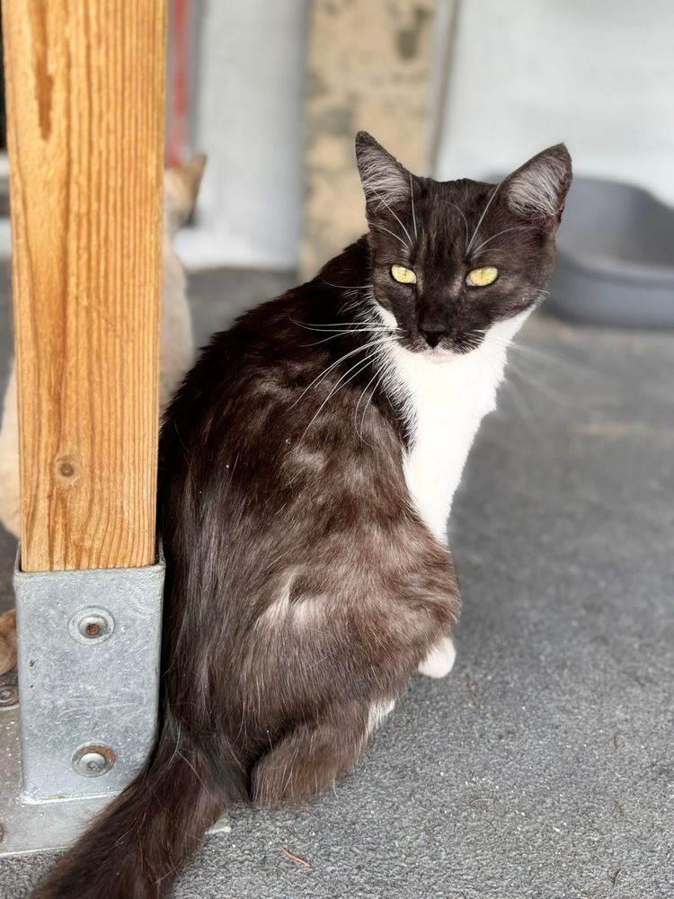 Alfik do adopcji szuka domu