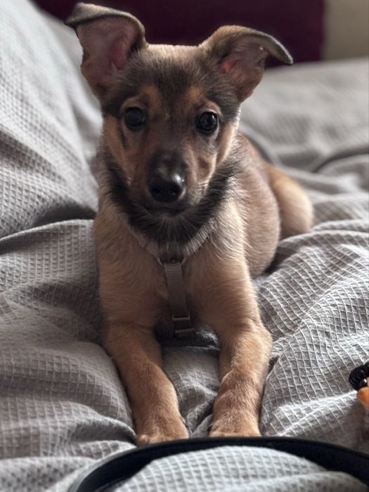 Віддам в хороші руки