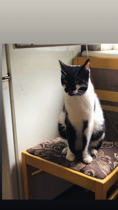 Отдам черно-белого кота, 1 год, кастрирован, привит