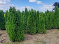 Tuja Szmaragd 160,180,200,220 cm! Thuja Smaragd! Dowóz! Sadzimy! Tuje!