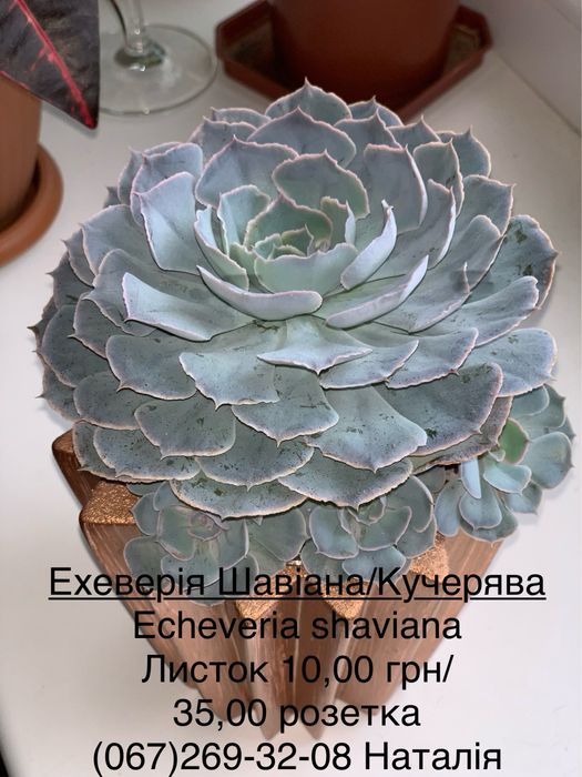 Ехеверія види. Ечеверія.